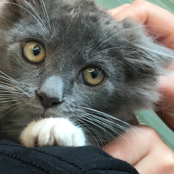 Meet your Posher, Kaileen - Picture 1 of 1